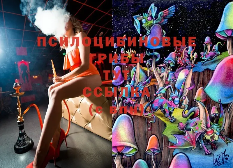 Псилоцибиновые грибы Cubensis  Ишим 